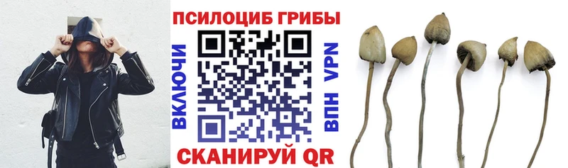 Псилоцибиновые грибы Psilocybe  где купить наркотик  сайты даркнета Telegram  Аргун 